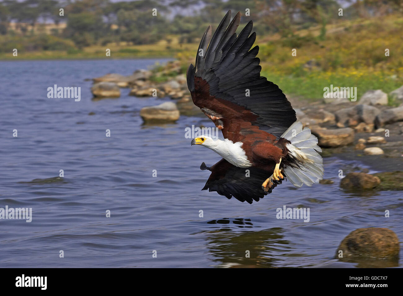 Fish-Eagle africani, haliaeetus vocifer, adulti in volo, la cattura del pesce, Baringo del lago in Kenya Foto Stock