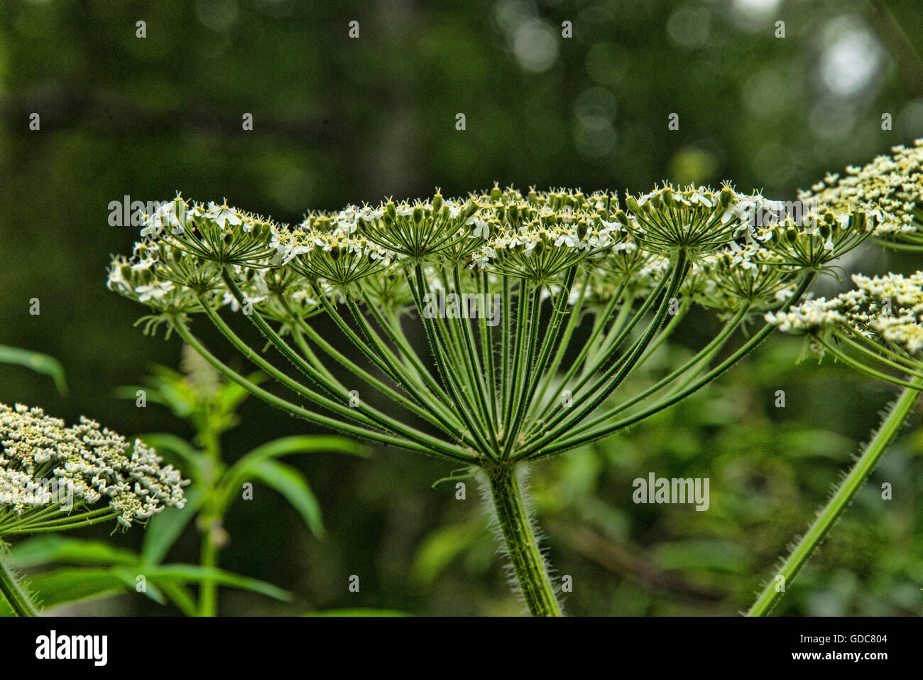 Mucca pastinaca,pastinaca,STATI UNITI D'AMERICA,heracleum sphondylium,impianto Foto Stock