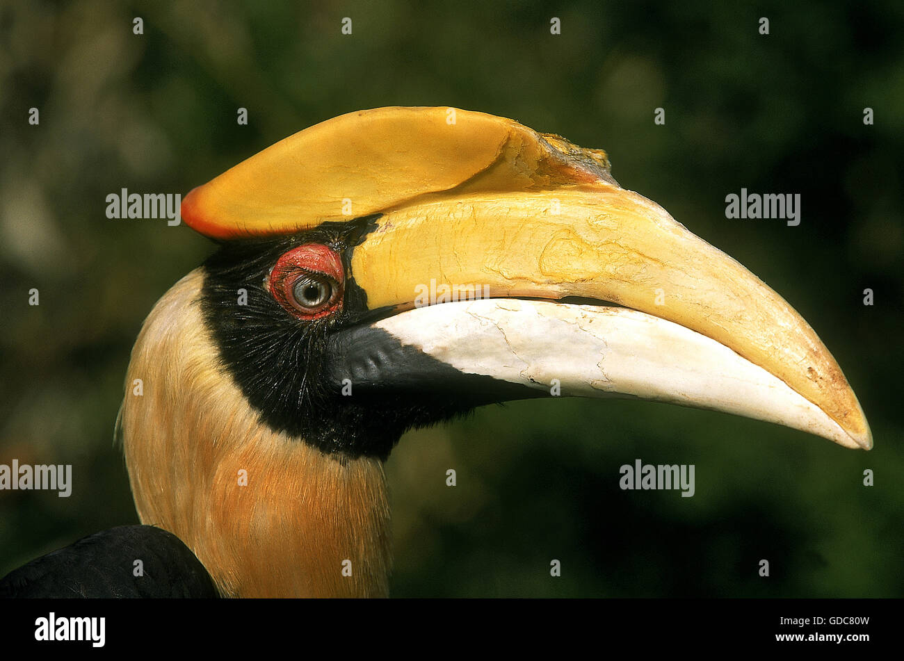 Grande HORNBILL buceros simum, becco di close-up di pazienti adulti Foto Stock