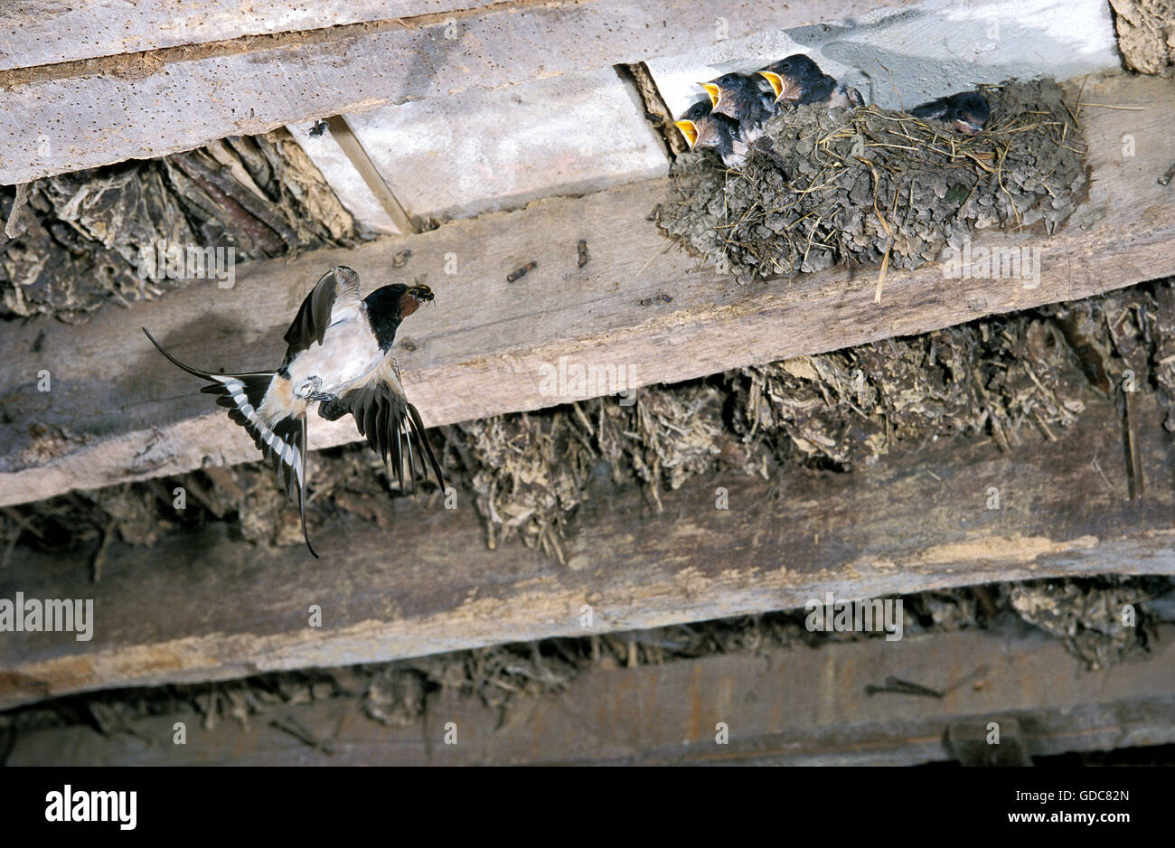 BARN SWALLOW Hirundo rustica, adulti in volo con insetti nel suo becco per l'alimentazione di pulcini nel nido, NORMANDIA Foto Stock