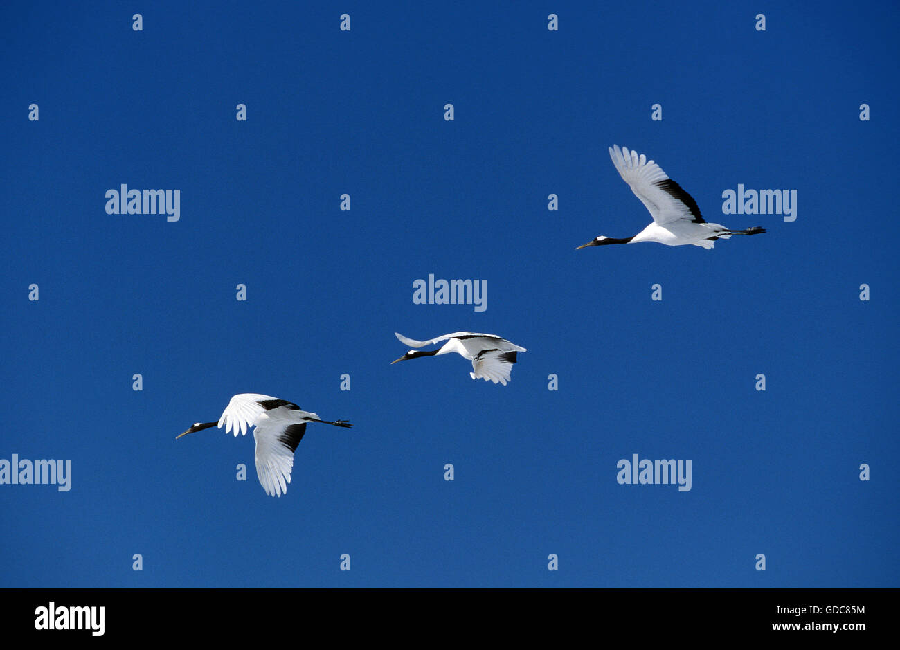 Gru giapponese grus japonensis, adulti in volo, Isola Hokkaido in Giappone Foto Stock