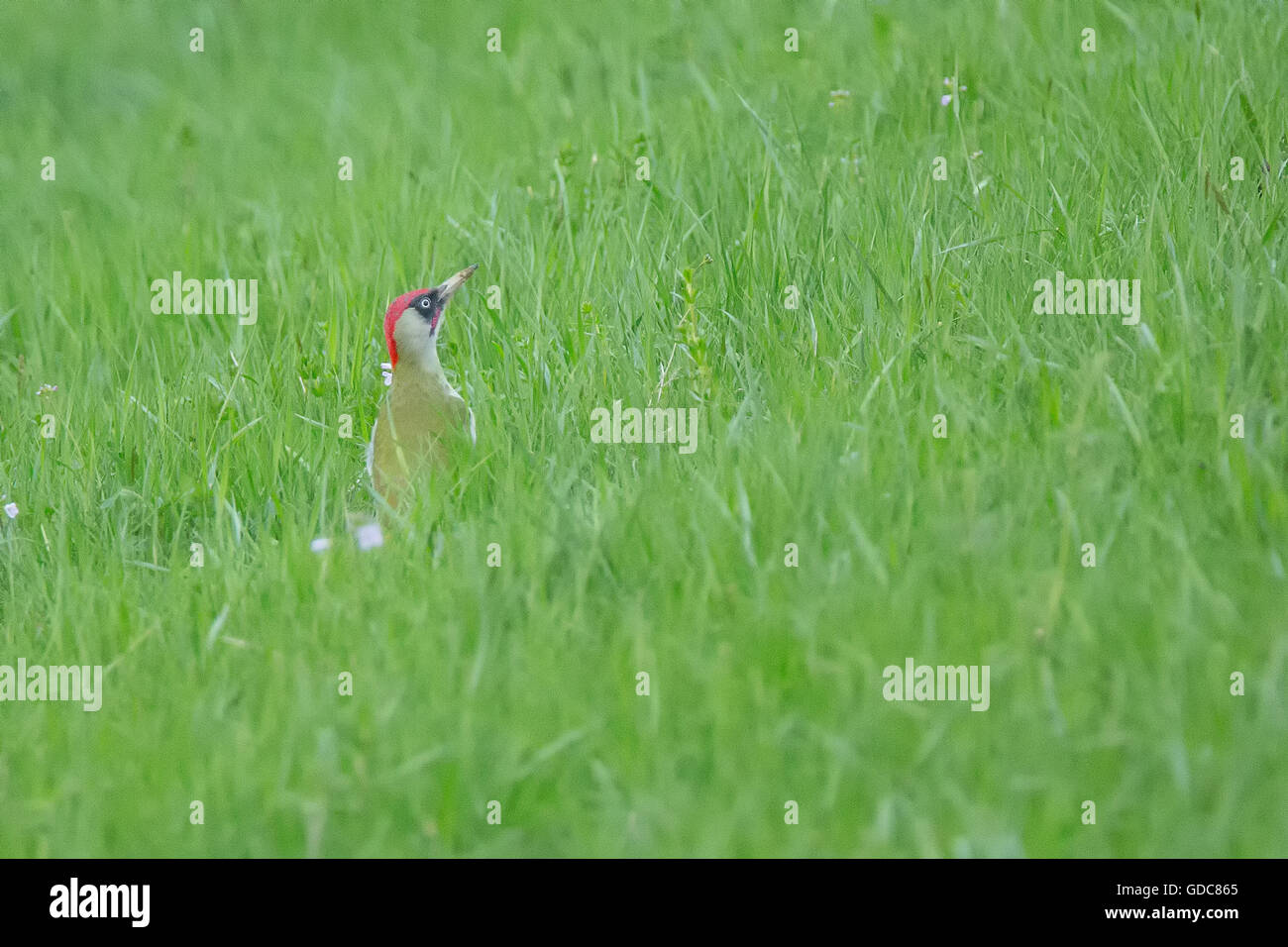 Unione picchio verde,Picus viridis Foto Stock