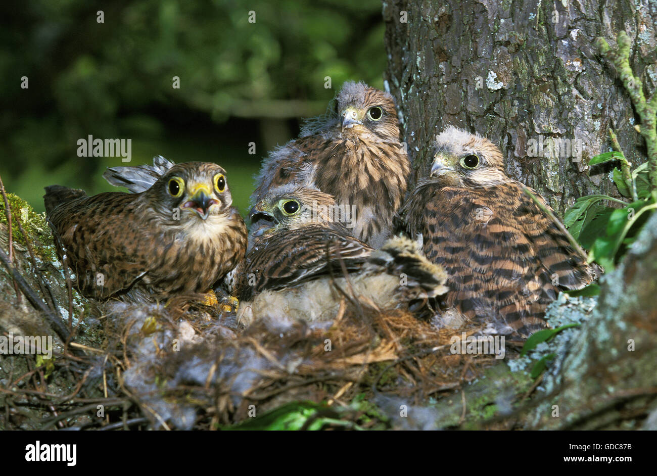 Comune, il Gheppio Falco tinnunculus, femmina con pulcini a nido, in Normandia Foto Stock