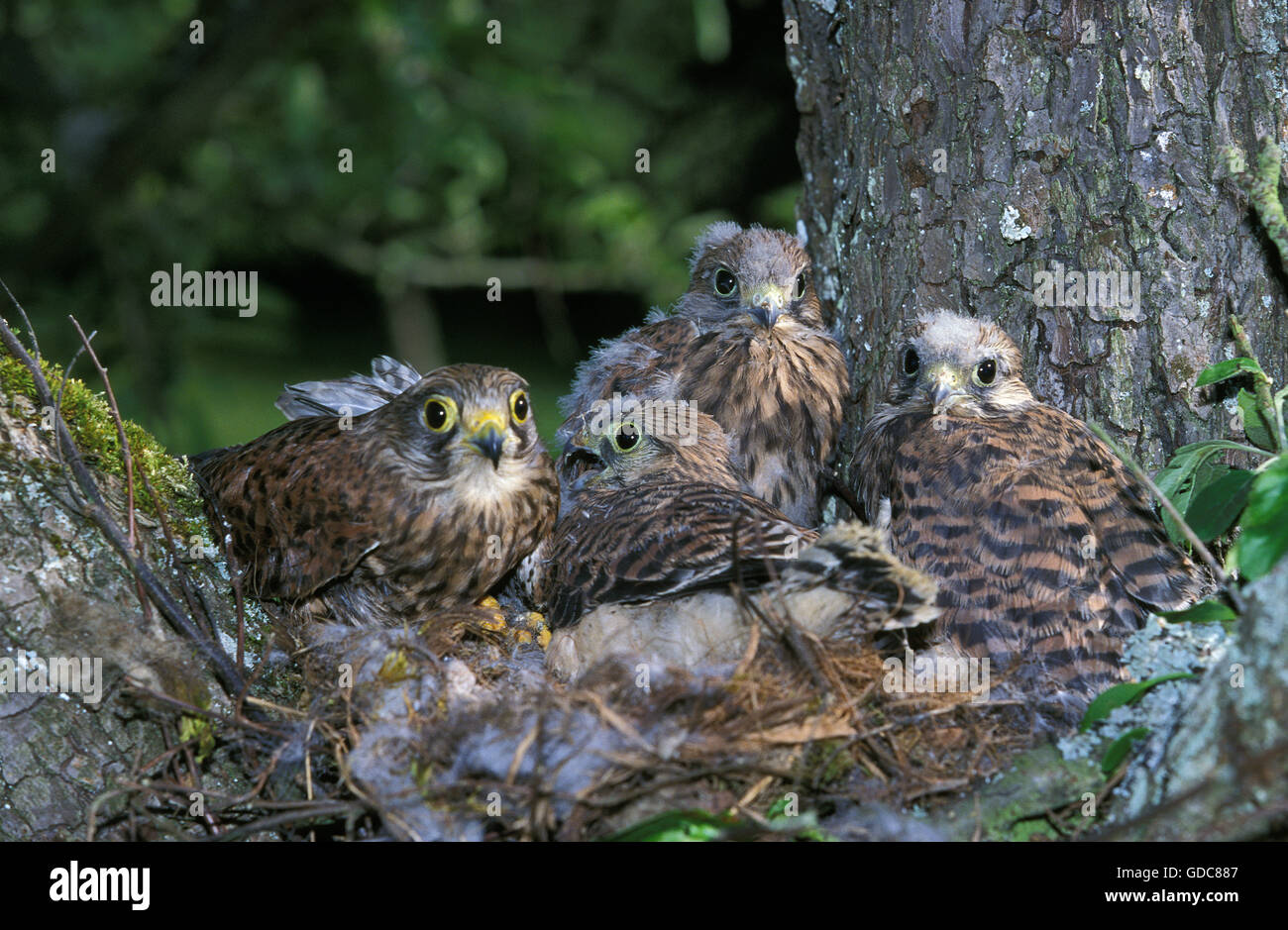 Comune, il Gheppio Falco tinnunculus, Youngs nel nido, Normandia Foto Stock