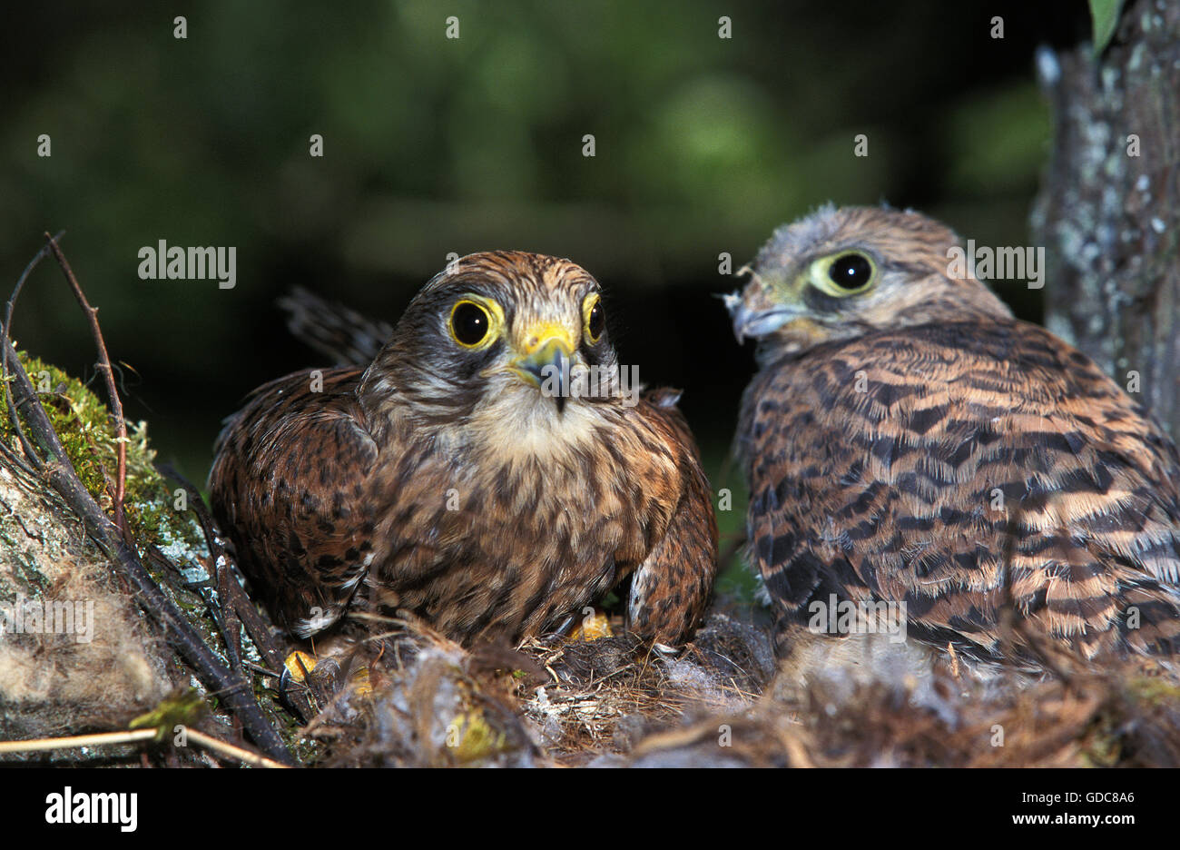 Comune, il Gheppio Falco tinnunculus, adulti e pulcino al nido Foto Stock
