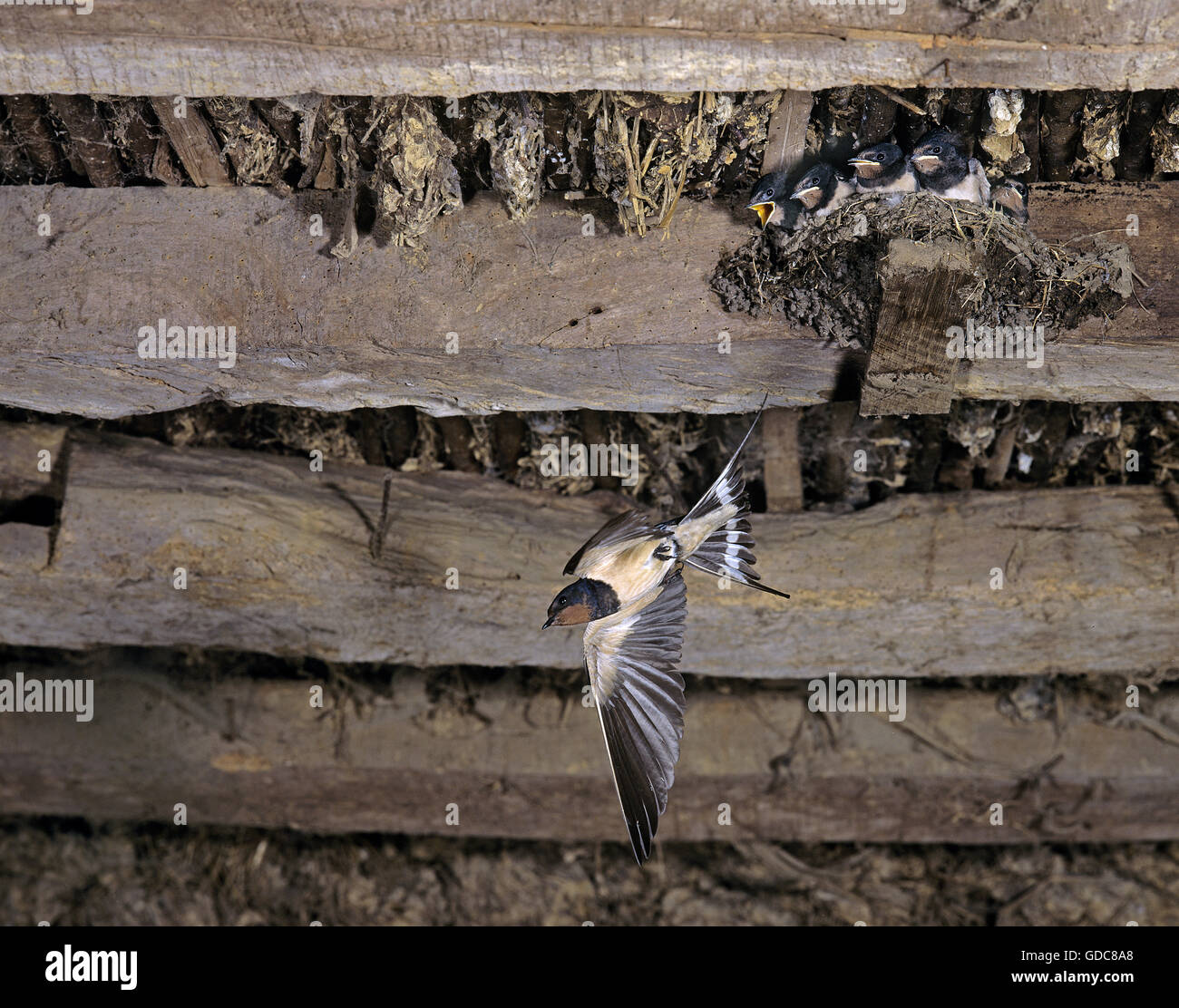 Barn Swallow, Hirundo rustica, adulti in volo, alimentazione di pulcini a nido, in Normandia Foto Stock