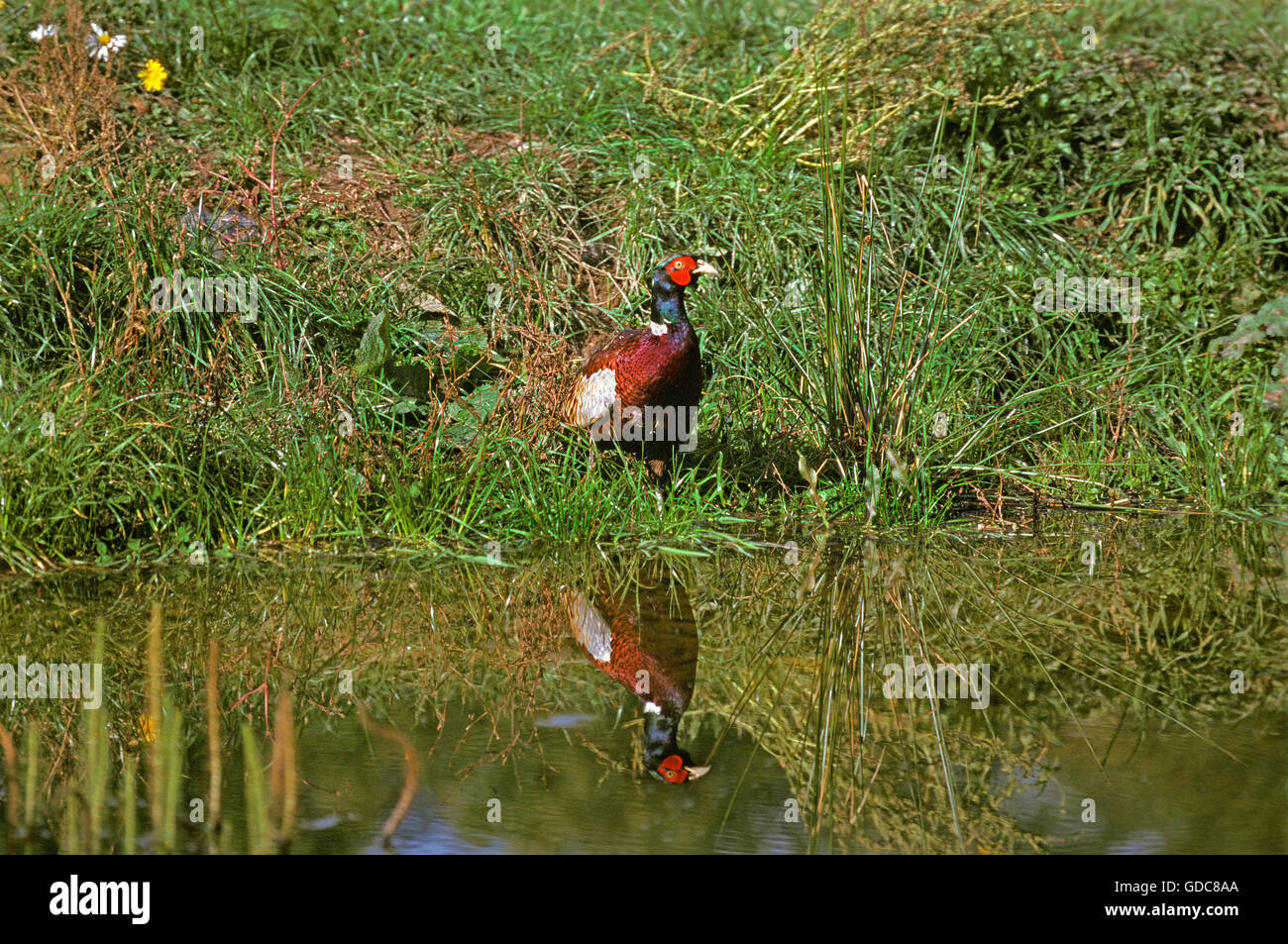 Comune, fagiano Phasianus colchicus, maschio in prossimità di acqua, Normandia Foto Stock