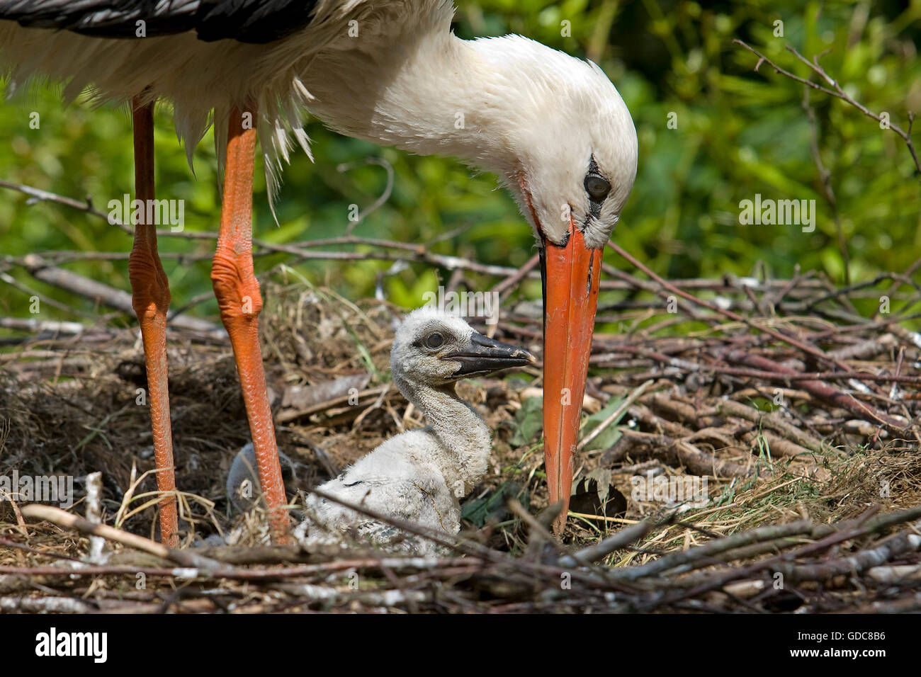 Cicogna bianca, Ciconia ciconia, adulti con ceci su Nest Foto Stock