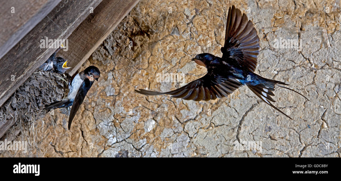 BARN SWALLOW O UNIONE SWALLOW Hirundo rustica, adulti in volo, alimentando i pulcini al nido, NORMANDIA IN FRANCIA Foto Stock