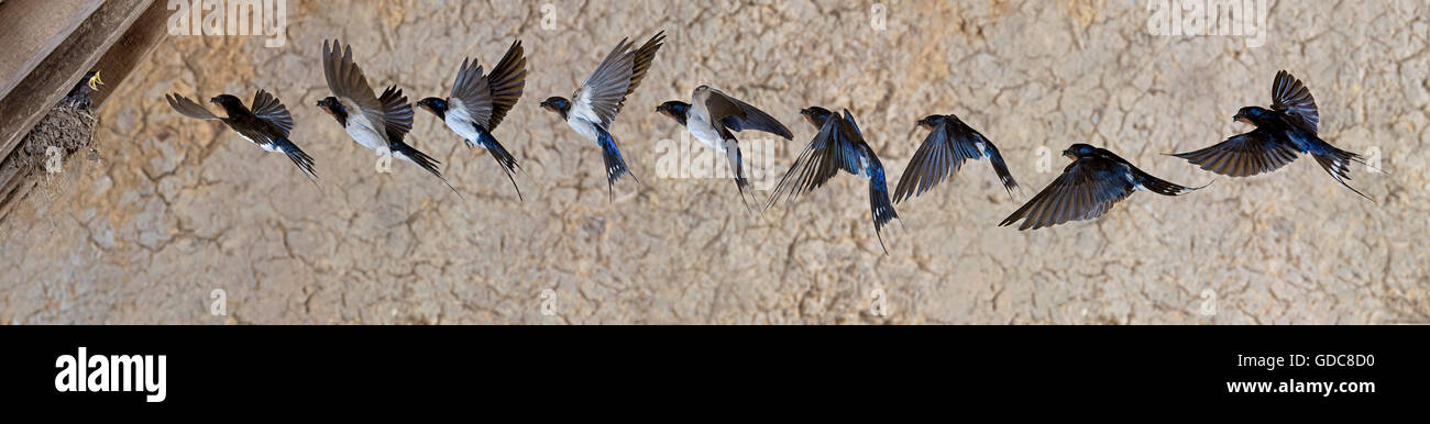 BARN SWALLOW Hirundo rustica Foto Stock