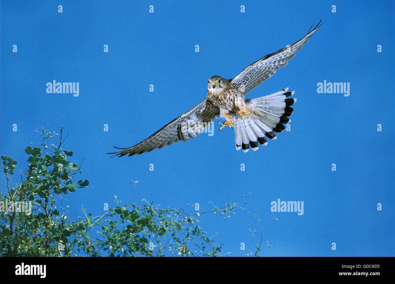 Comune, il Gheppio Falco tinnunculus, femmina in volo, Normandia Foto Stock