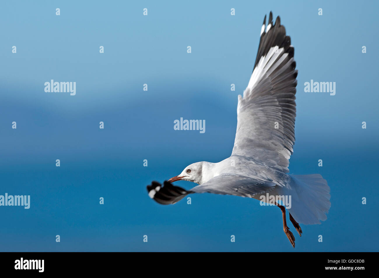 Hartlaub il gabbiano o Re Gabbiano, larus hartlaubii, immaturi in volo, Hermanus in Sud Africa Foto Stock