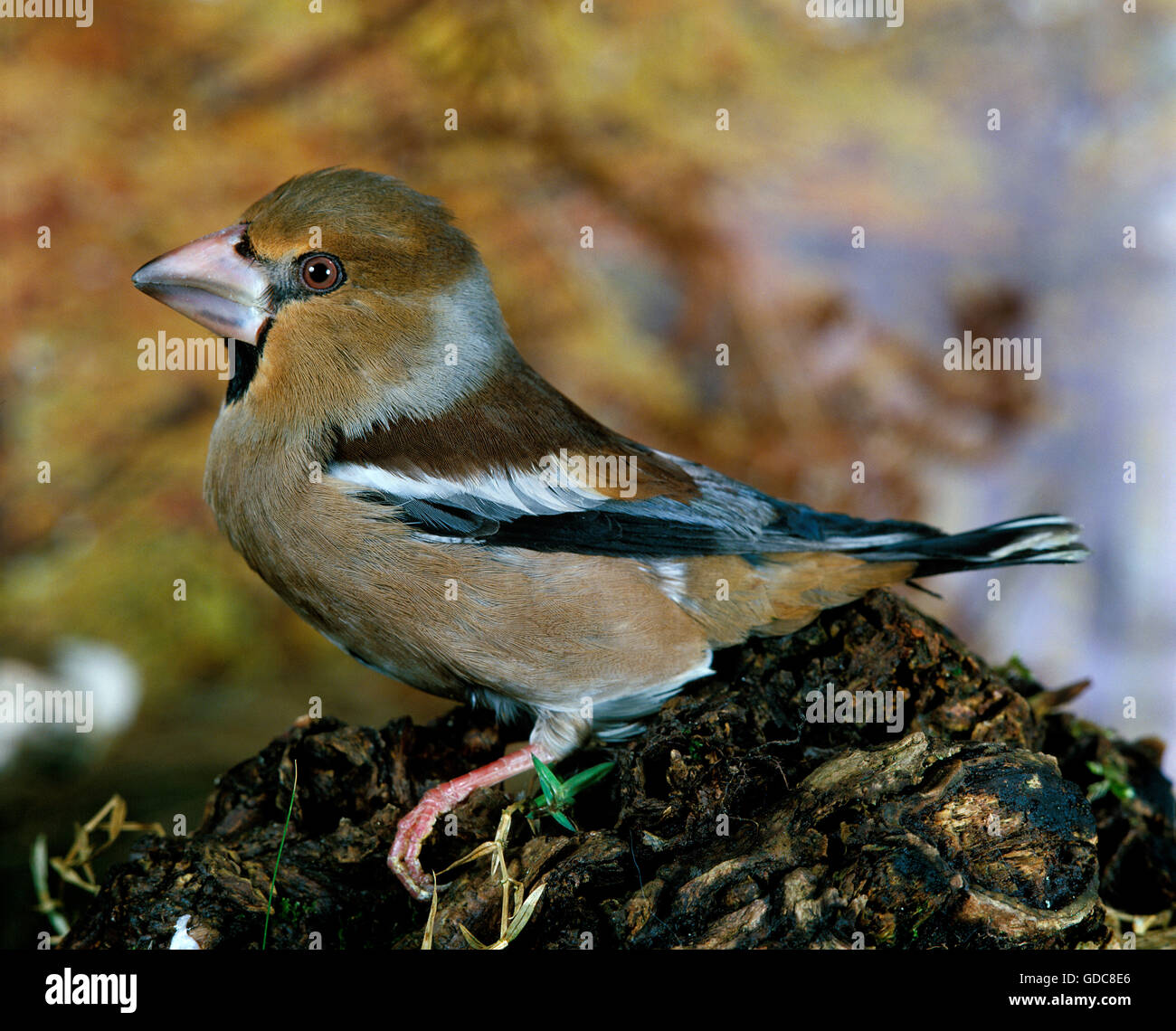 Hawfinch, coccothraustes coccothraustes, maschio sul ramo Foto Stock