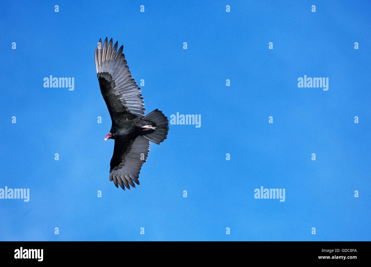 La Turchia VULTURE Cathartes aura, adulti in volo, Messico Foto Stock