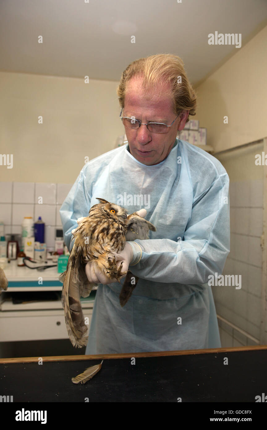 Questioni veterinarie con lunghi Eared Owl presso La Dame Blanche, un animale Centro protezione in Normandia Foto Stock