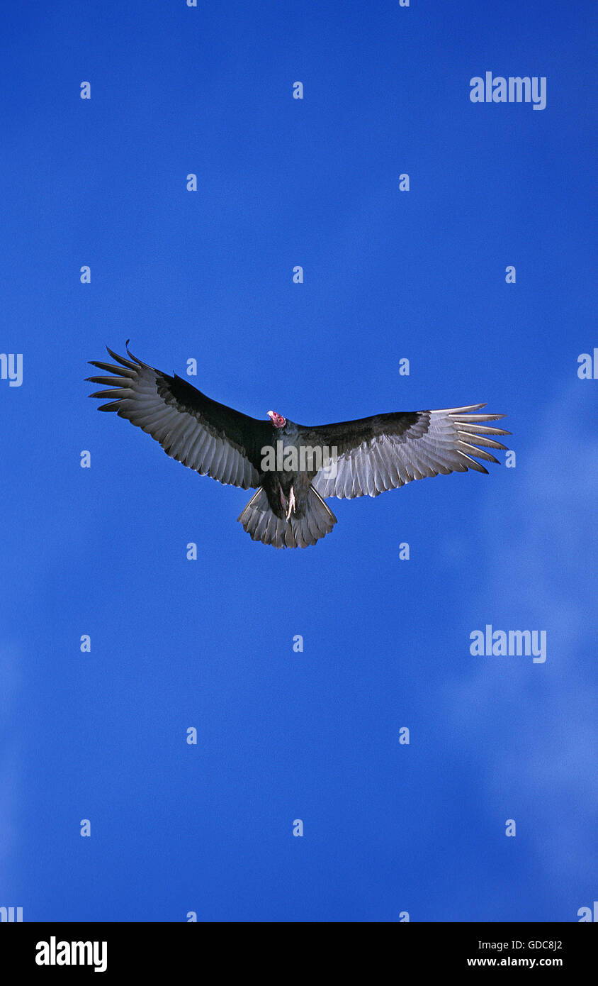 La Turchia VULTURE Cathartes aura, adulti in volo, Messico Foto Stock