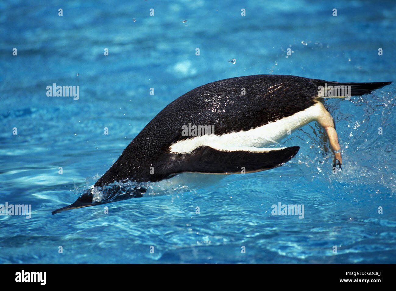 GENTOO PENGUIN Pygoscelis papua, piscina per adulti Foto Stock