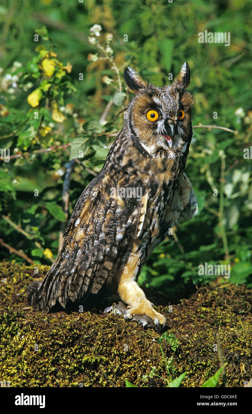 Long Eared Owl, asio otus, Adulto con un kill, una giovane Quercino Foto Stock