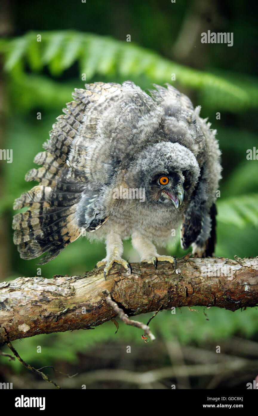 Long-Eared Owl, asio otus, giovani apertura ali, Normandia Foto Stock