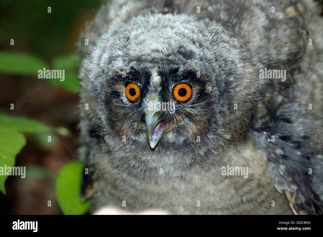 Long-Eared Owl, asio otus, giovani chiamando, Normandia Foto Stock
