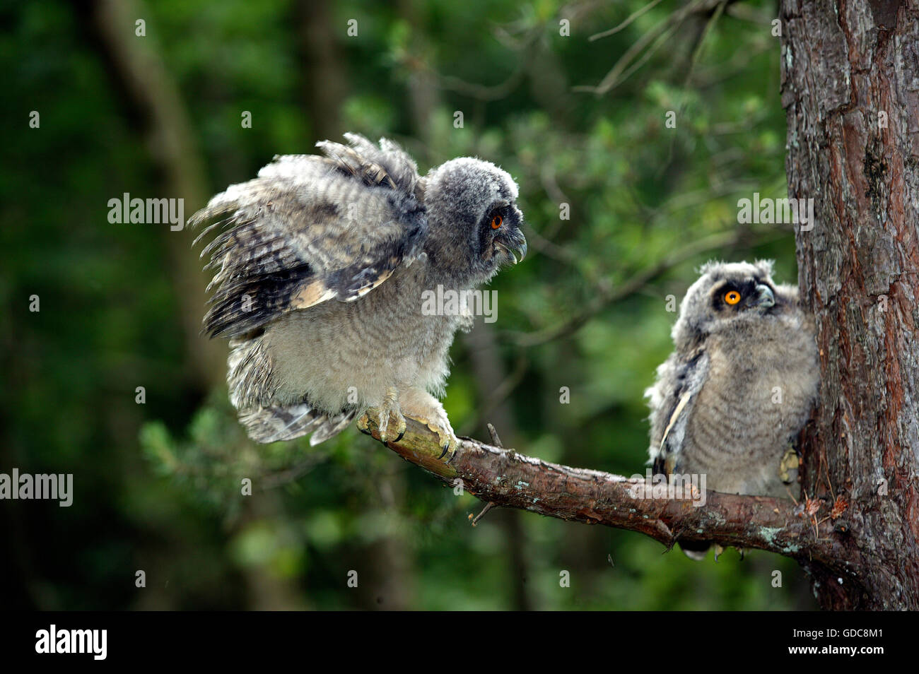 Gufo comune, asio otus, Chick sul ramo, apertura ali, Normandia Foto Stock