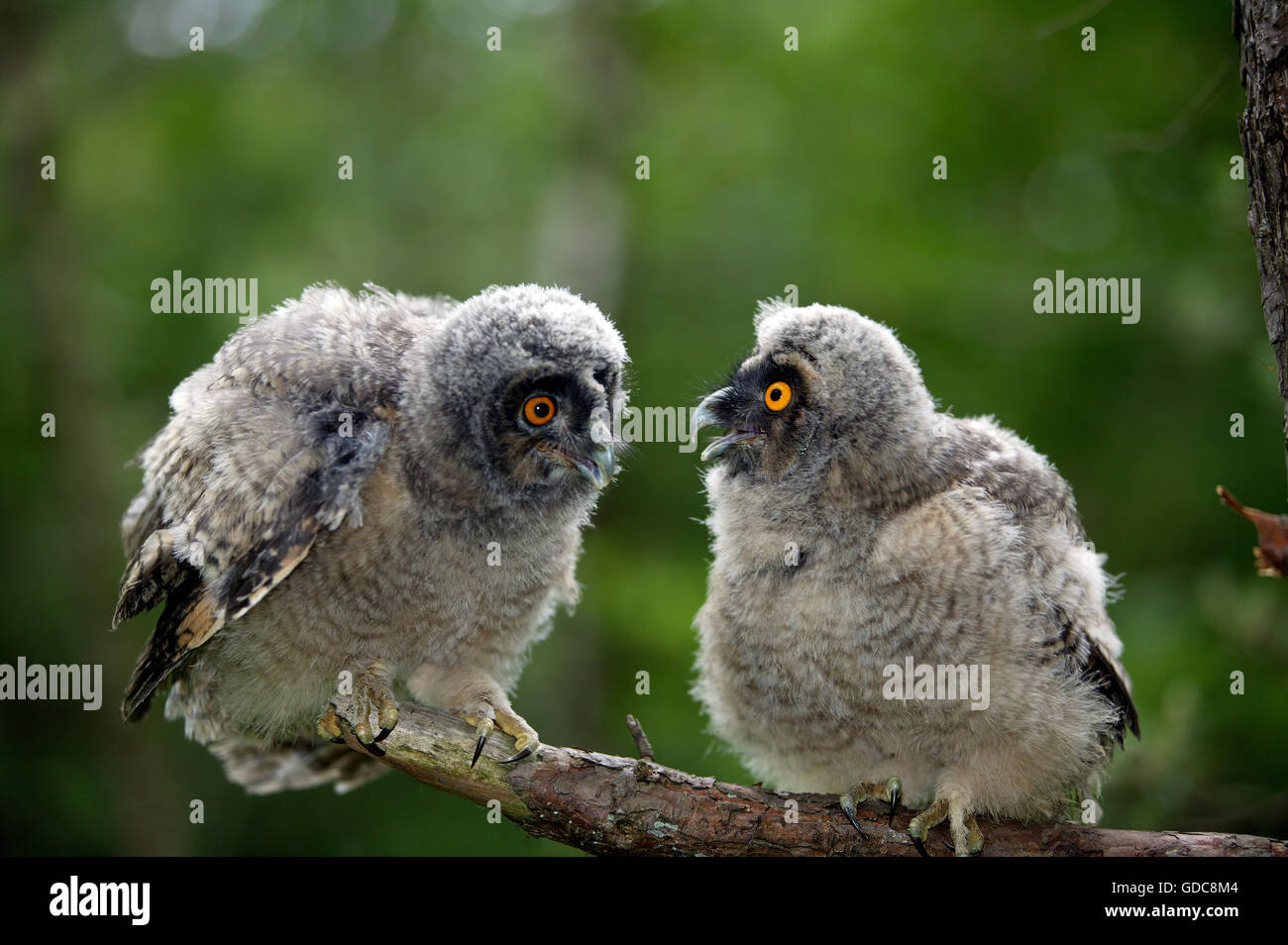 Gufo comune, asio otus, pulcini sul ramo, Normandia Foto Stock