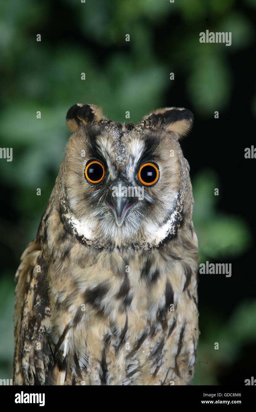 Long-Eared Owl, asio otus, adulti sul ramo, Normandia Foto Stock