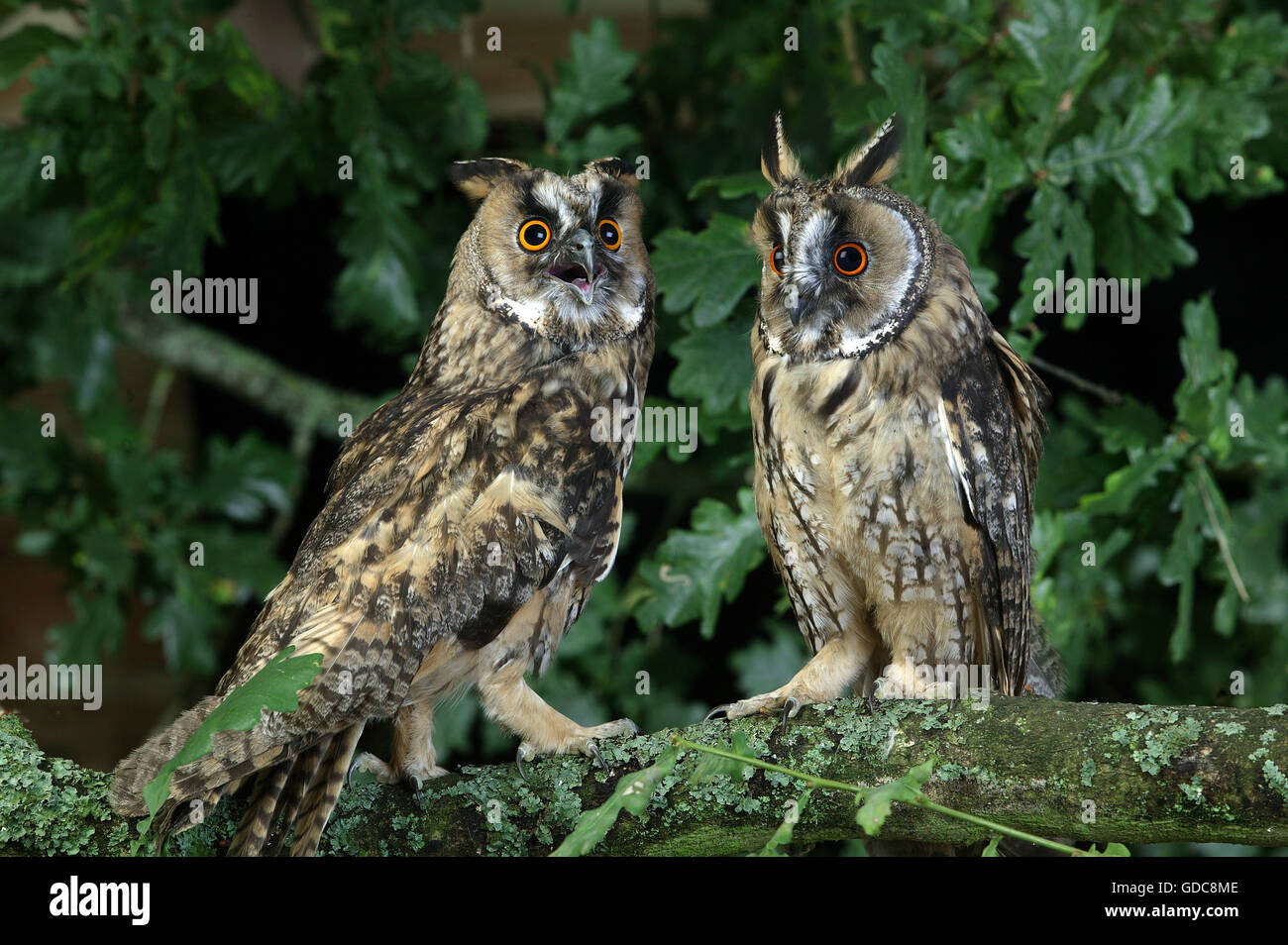 Long-Eared Owl, asio otus, Normandia Foto Stock