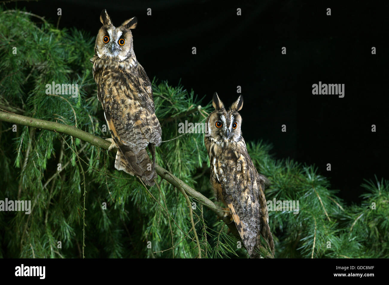 Long Eared Owl, asio otus, adulti sul ramo, Normandia Foto Stock