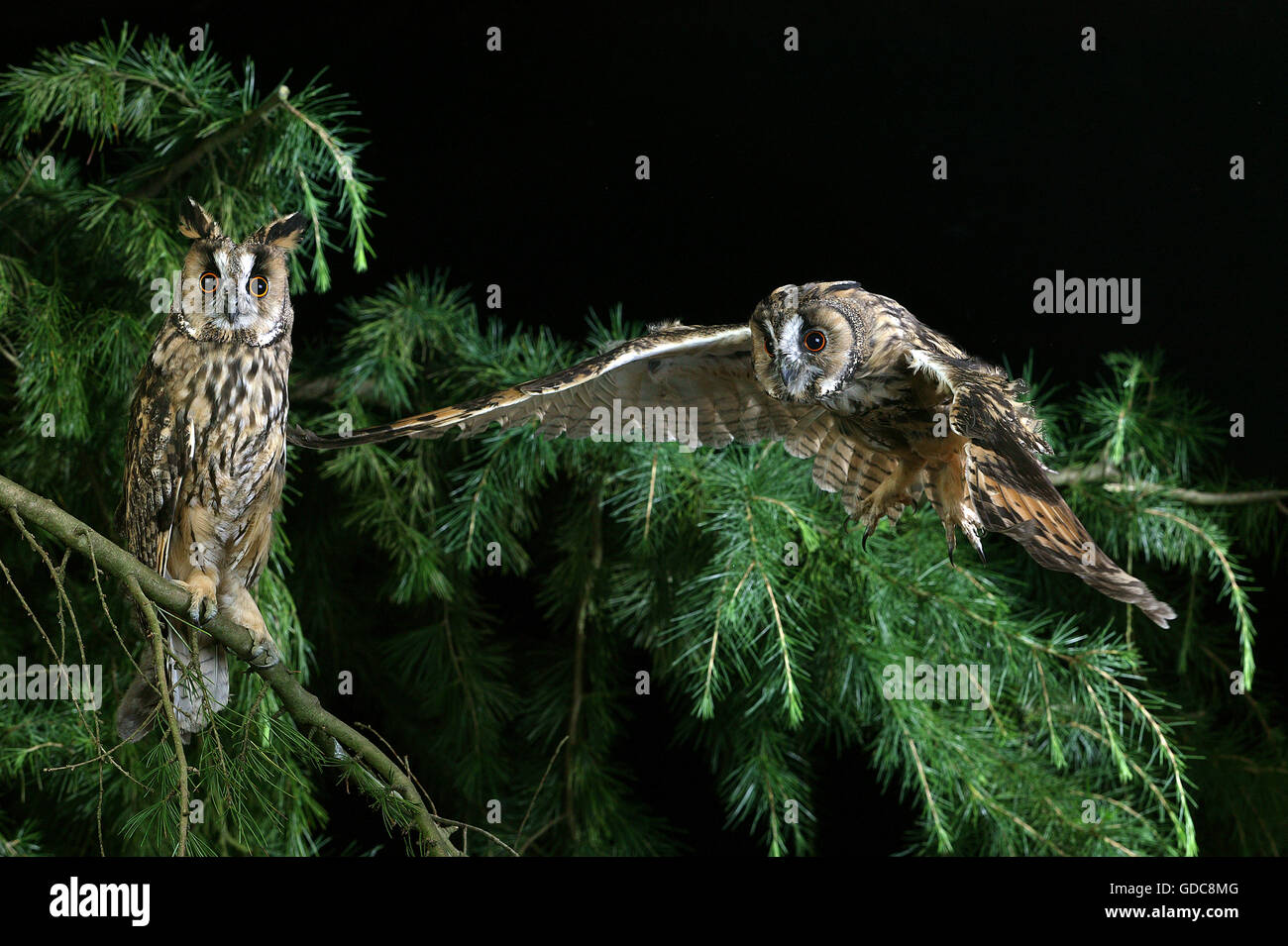 Long-Eared Owl, asio otus, in volo, Normandia Foto Stock