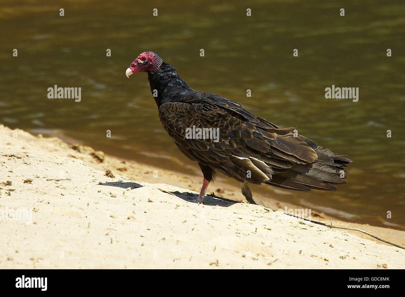 Sud Americana tacchino avvoltoio, Cathartes aura ruficollis, adulti in prossimità di acqua, Los Lianos in Venezuela Foto Stock