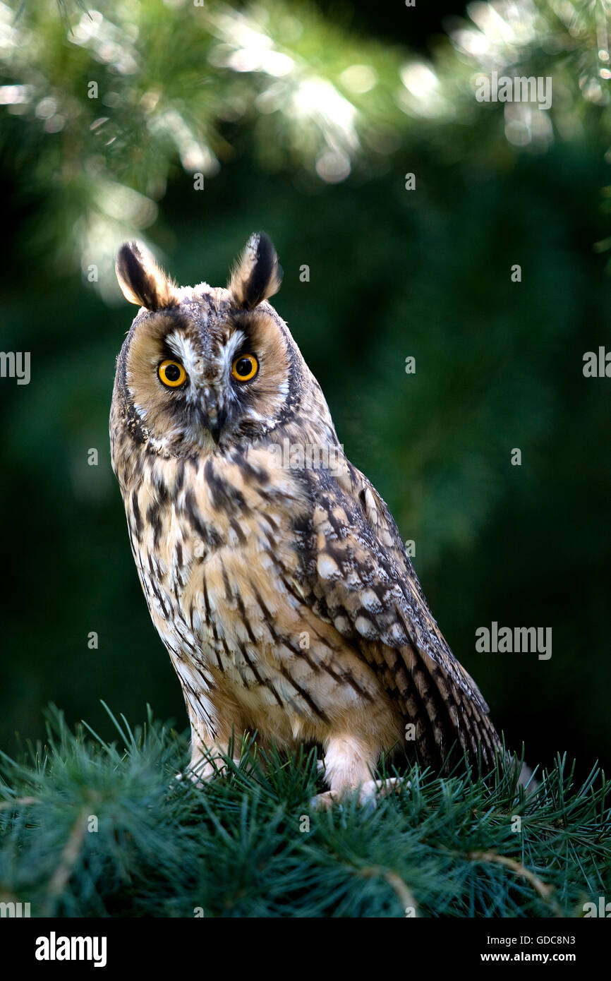 Gufo comune, asio otus, adulti in pino, Normandia Foto Stock