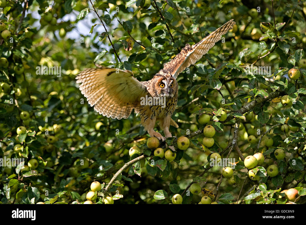 Long-Eared Owl, asio otus, adulti in volo, decolla da Melo, Normandia Foto Stock