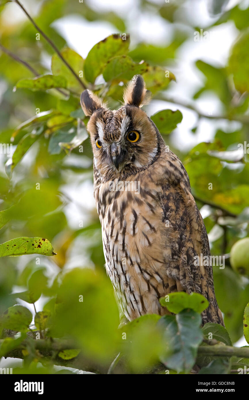 Gufo comune, asio otus, adulti in Melo, Normandia Foto Stock