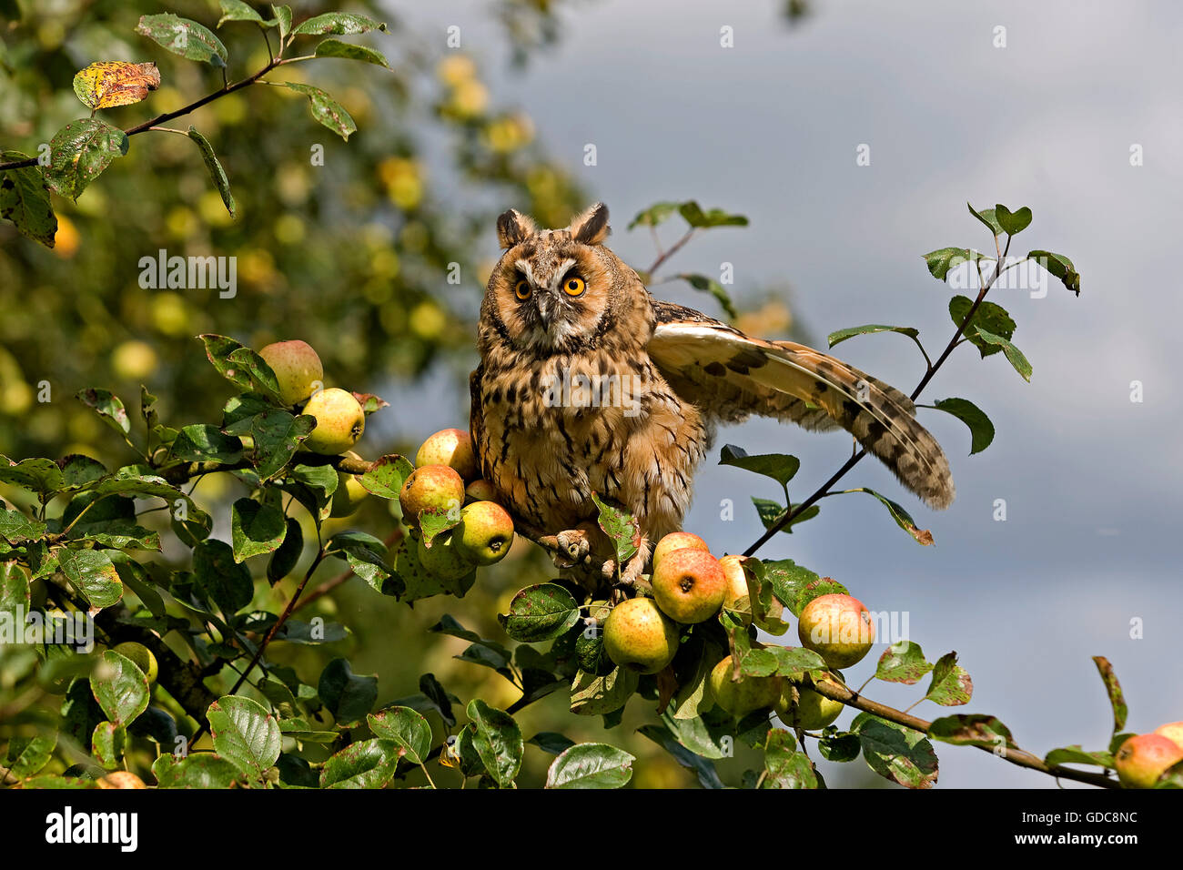 Long-Eared Owl, asio otus, adulto su Melo's Branch, Normandia Foto Stock