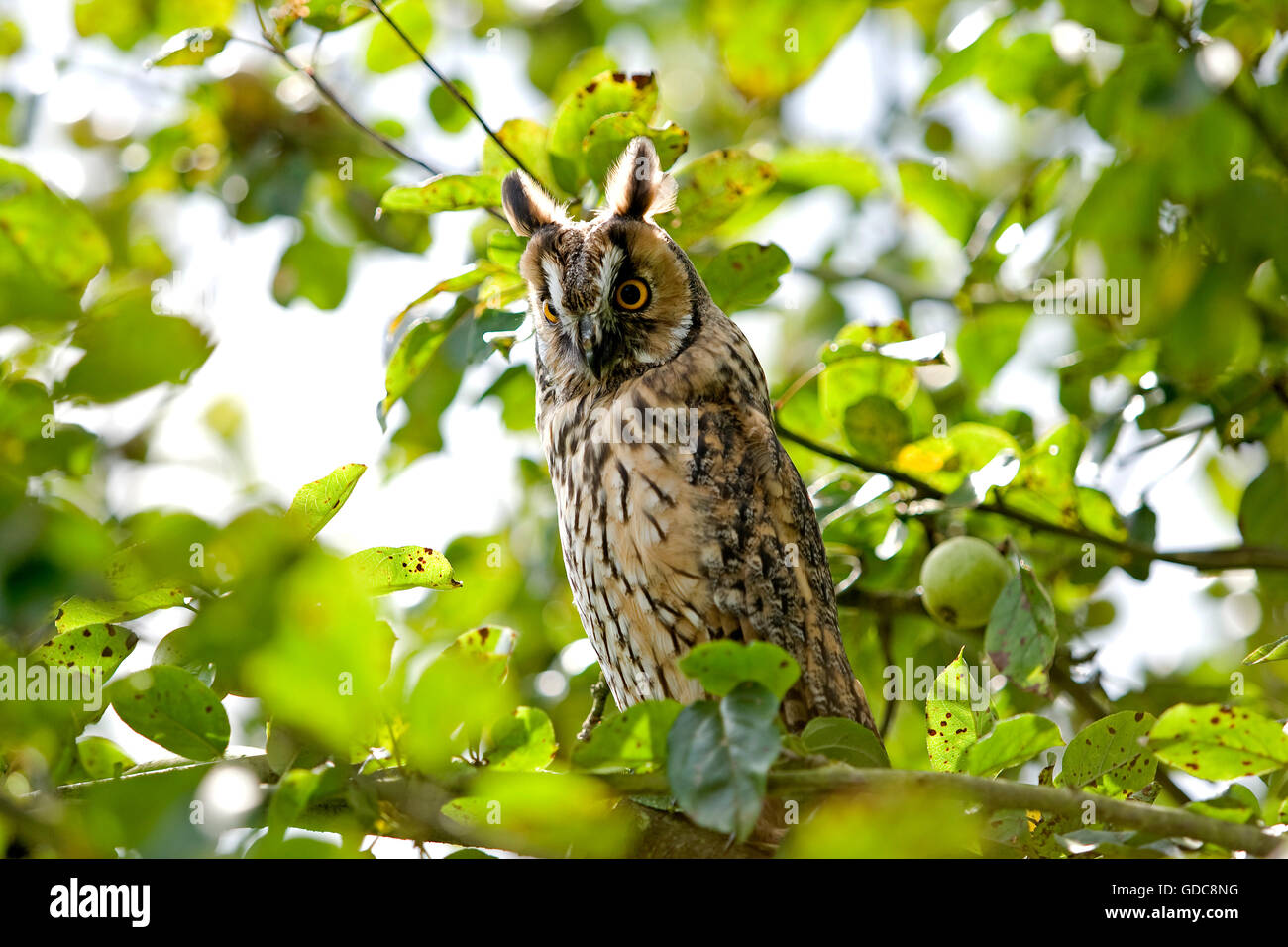Long-Eared Owl, asio otus, sul ramo, Normandia Foto Stock