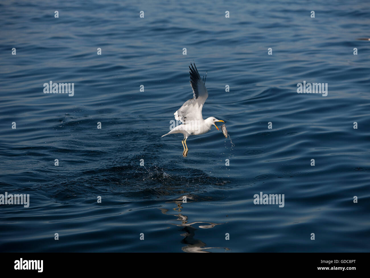 Kelp Gabbiano, larus dominicanus, adulti in volo, la cattura del pesce, False Bay in Sud Africa Foto Stock