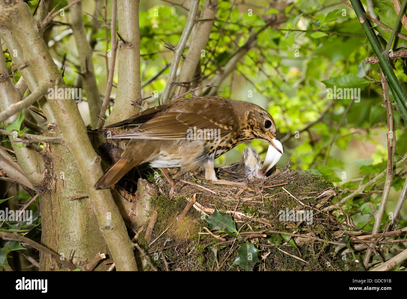 Tordo bottaccio, turdus philomelos, adulti di rimozione di una sacca fecale dal nido, Normandia Foto Stock