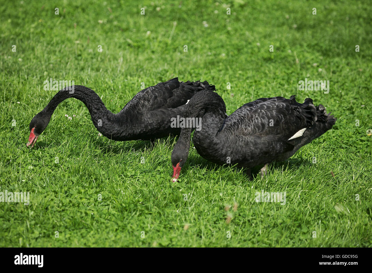 Cigno Nero cygnus atratus, coppia mangiare erba Foto Stock