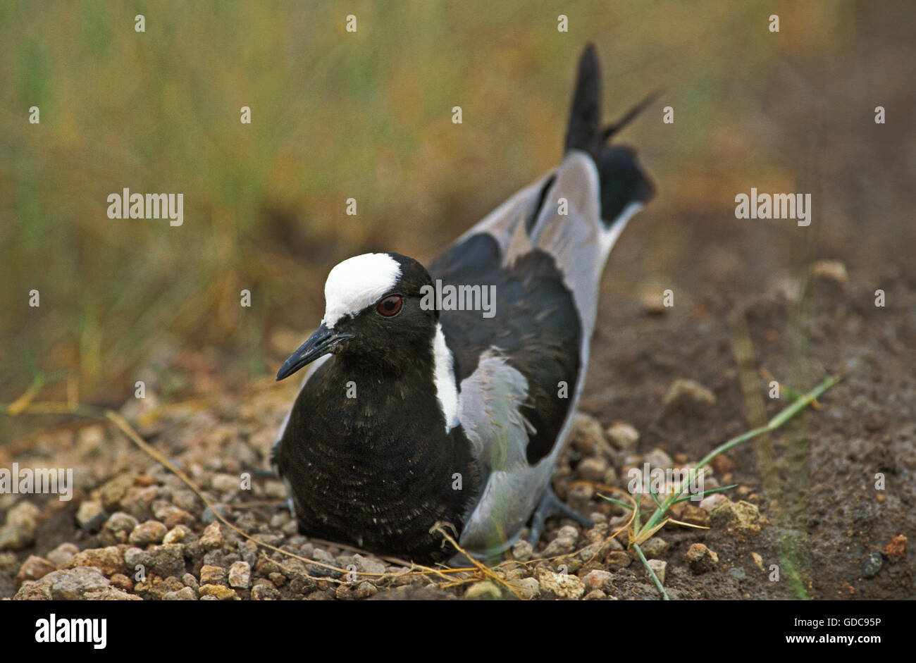 Fabbro Plover o fabbro pavoncella, vanellus armatus, adulti sul Nido, Kenya Foto Stock