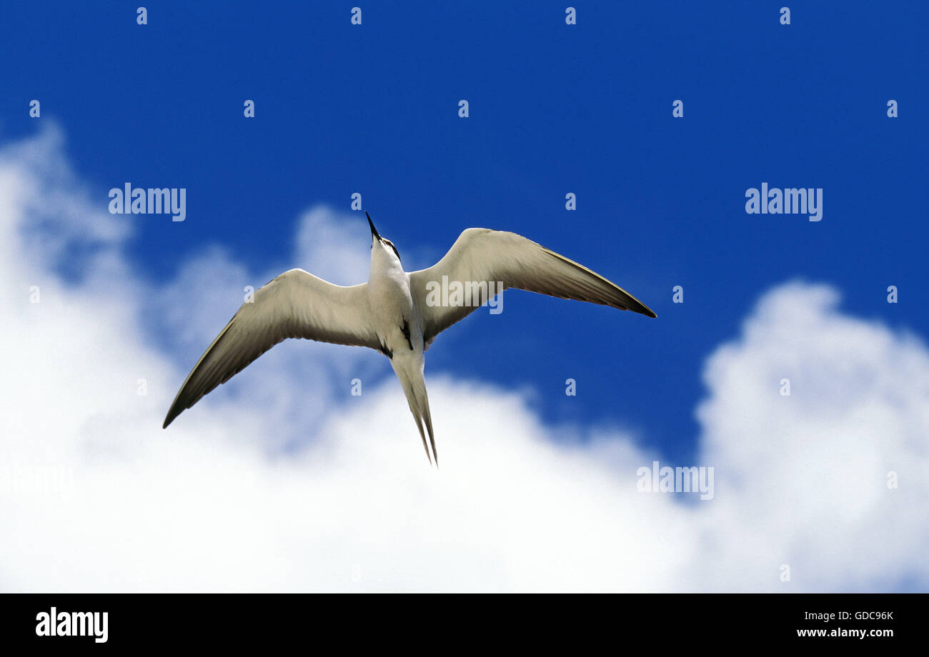 Fuligginosa Tern, sterna fuscata, adulti in volo, Australia Foto Stock