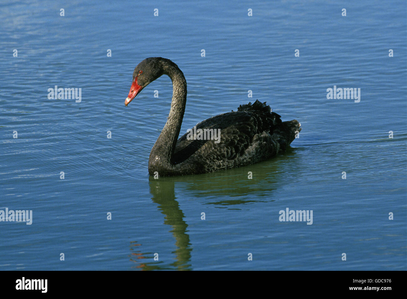 Cigno Nero cygnus atratus, adulto su acqua, AUSTRALIA Foto Stock