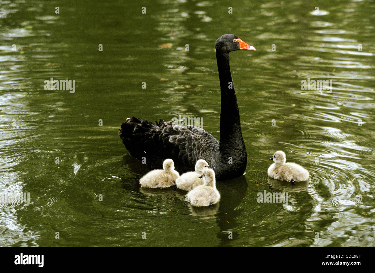 Cigno Nero cygnus atratus, adulti con pulcini, AUSTRALIA Foto Stock