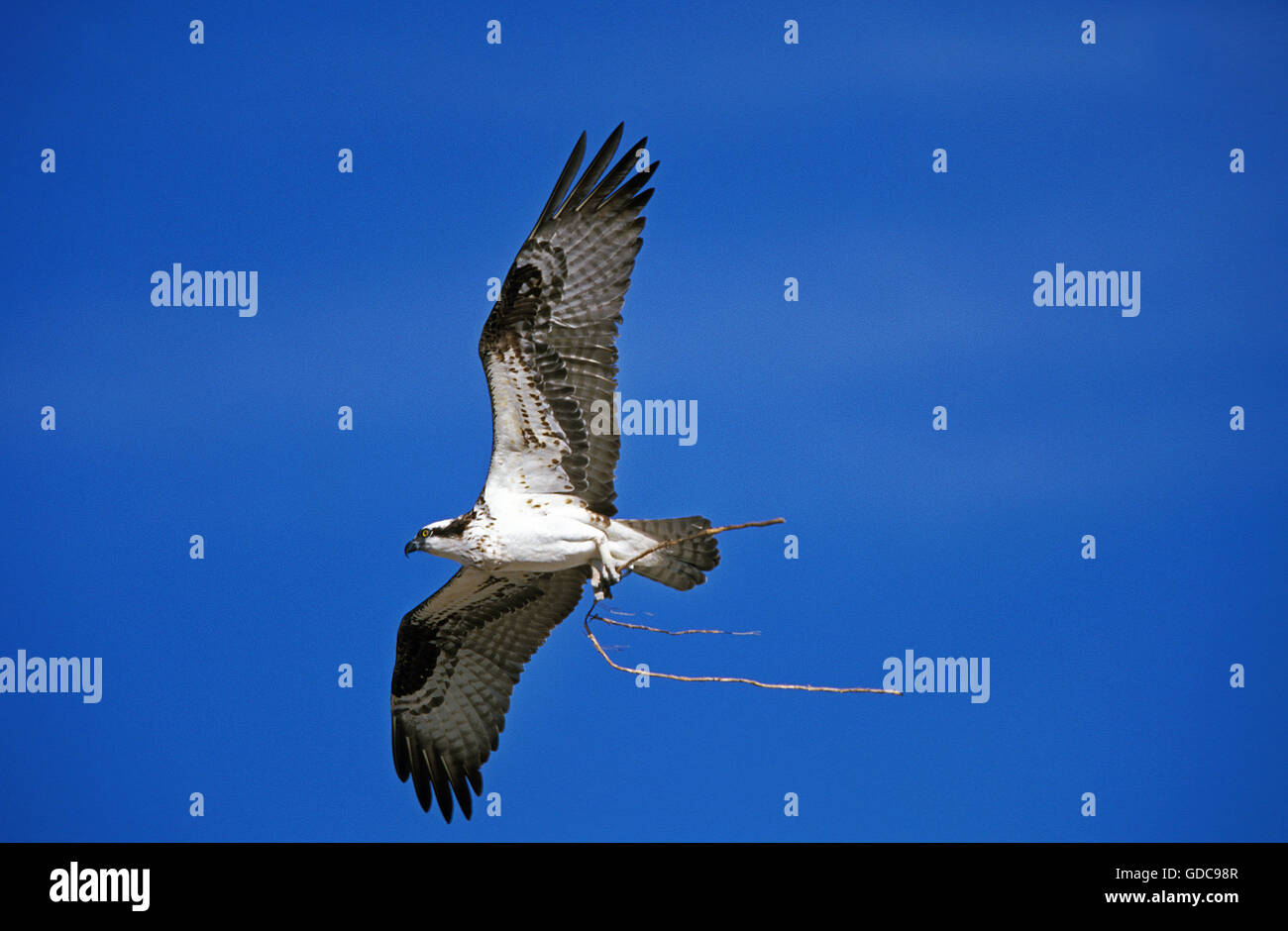 Osprey, Pandion haliaetus, adulti in volo, con materiale di nidificazione in artigli, Messico Foto Stock