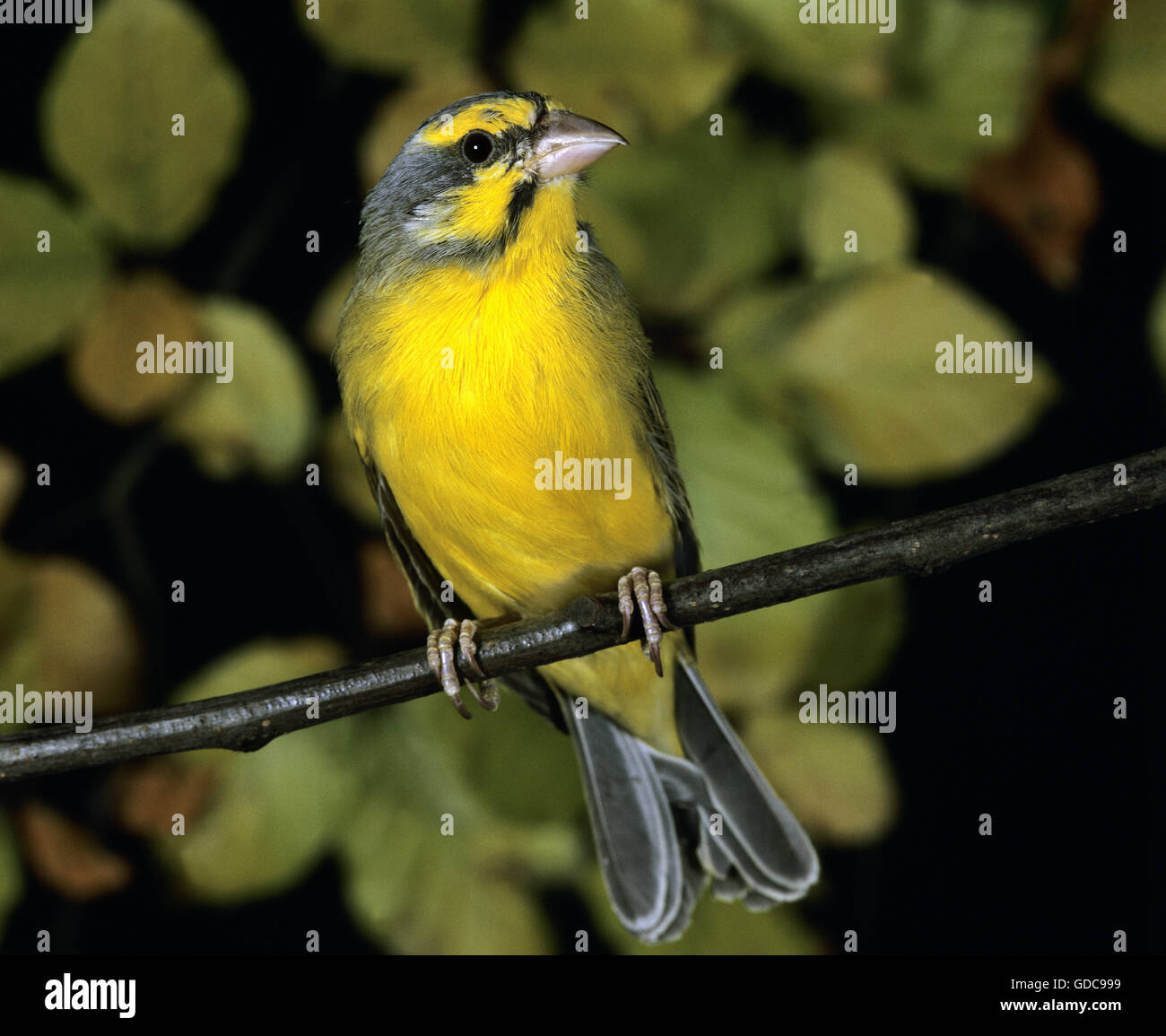 Con facciata di colore giallo canarino, serinus mozambicus, adulti sul ramo Foto Stock