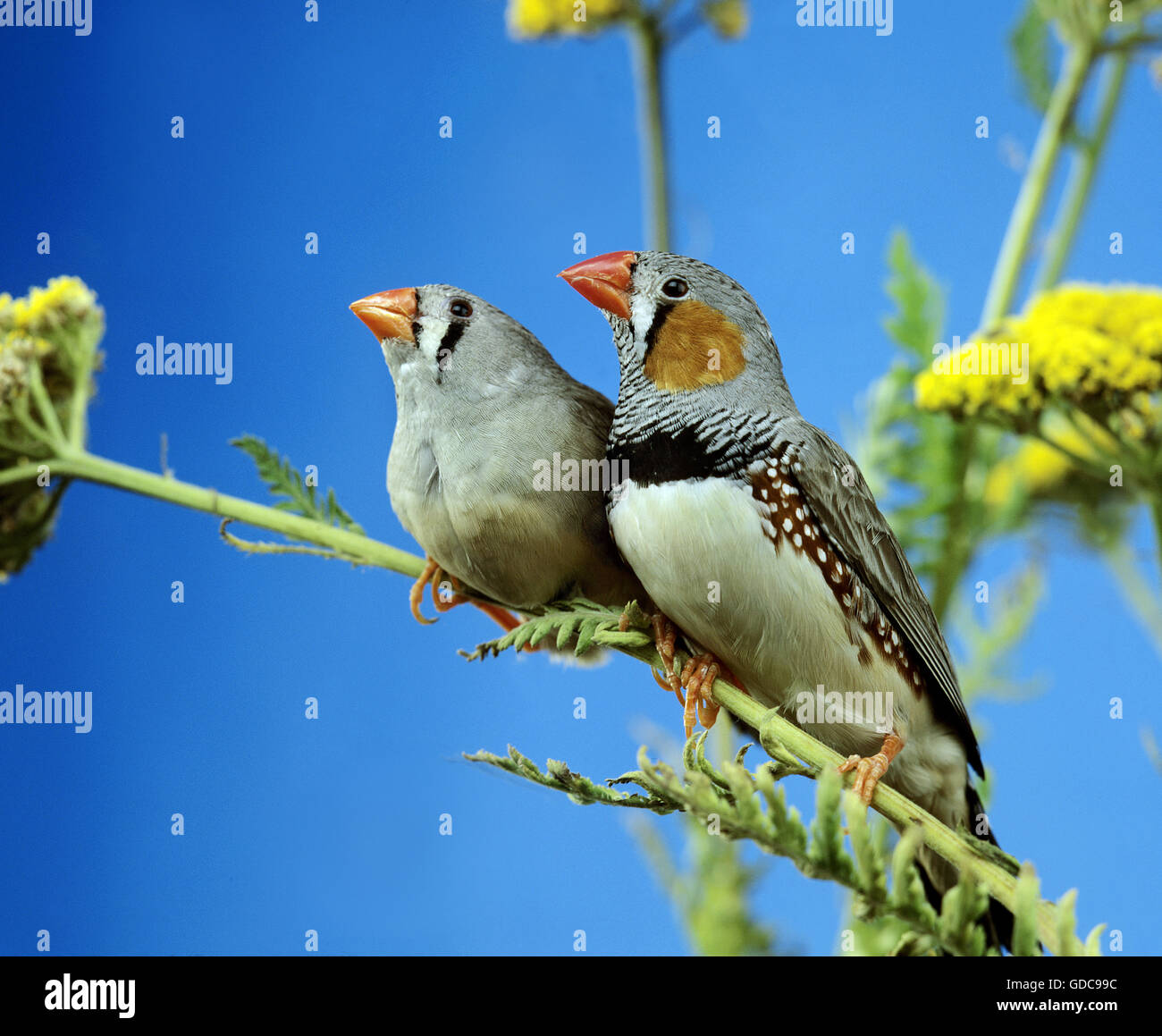 Zebra Finch, taeniopygia guttata, coppia sul ramo Foto Stock