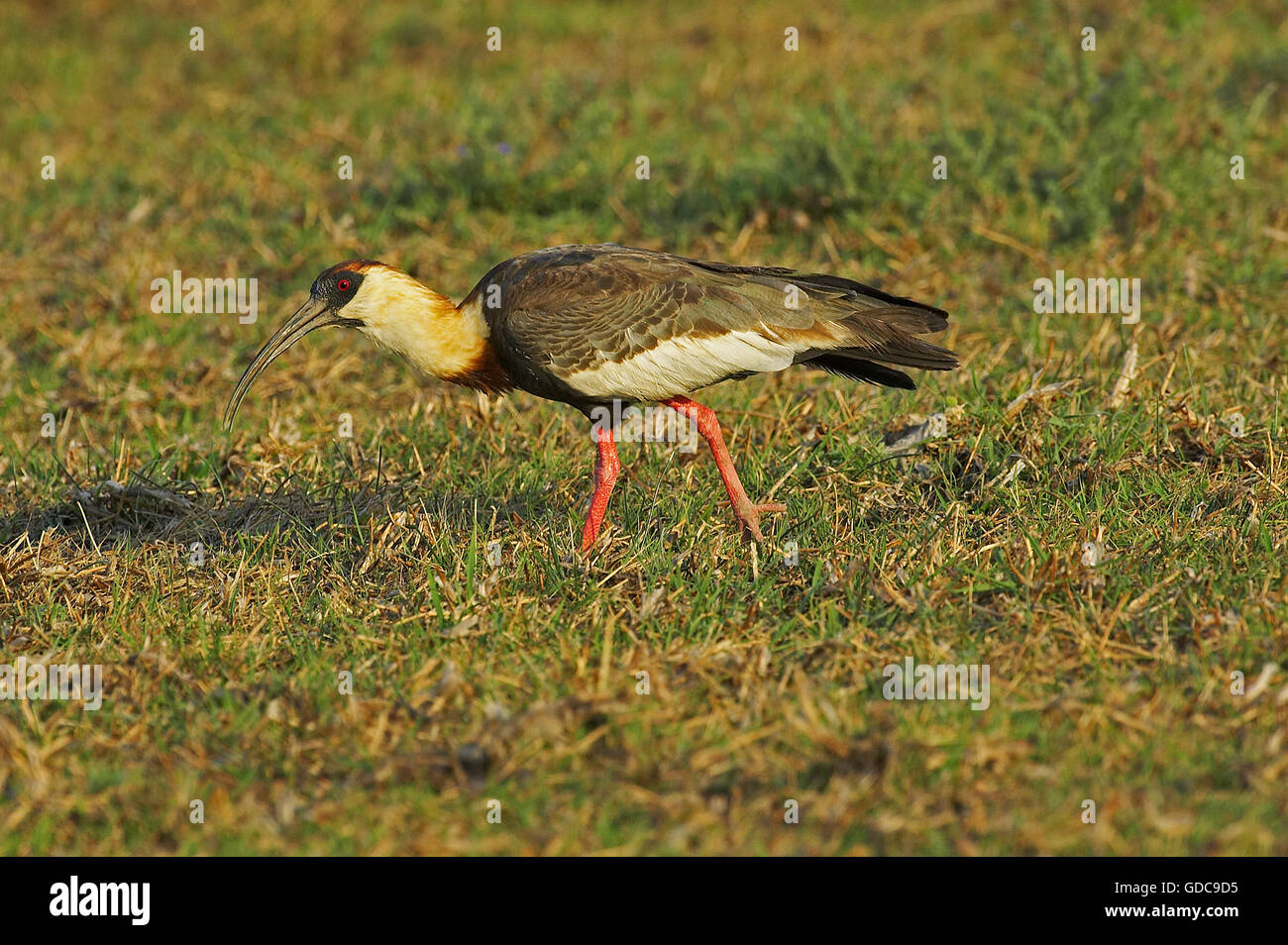 Buff-Necked Ibis, theristicus caudatus, adulti in cerca di cibo, Los Lianos in Venezuela Foto Stock