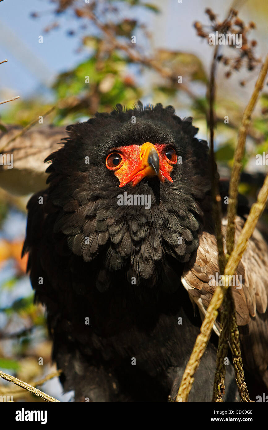Aquila BATELEUR terathopius ecaudatus Foto Stock