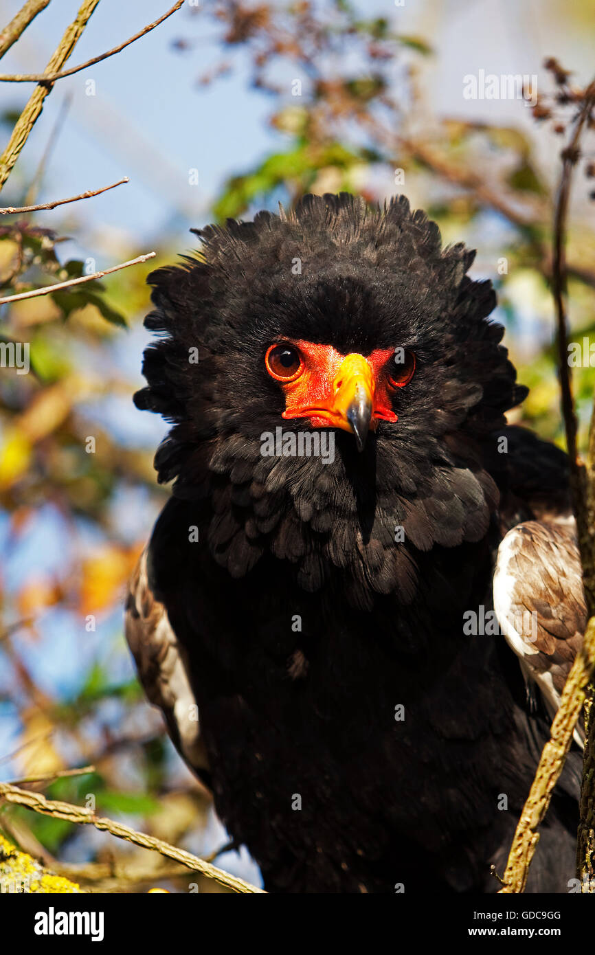 Bateleur Eagle, terathopius ecaudatus, Ritratto di adulto Foto Stock