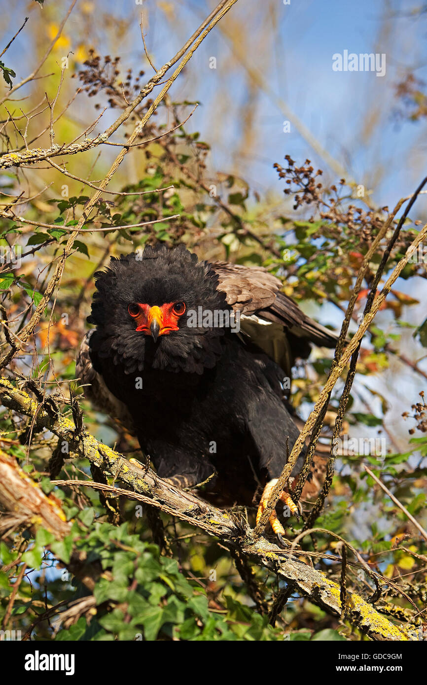 Aquila BATELEUR terathopius ecaudatus, adulti sul ramo Foto Stock